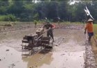 Babinsa Sukodono Tulungagung Turun ke Sawah, Dampingi Petani Bajak Lahan Demi Tingkatkan Produktivitas Pertanian