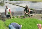 Babinsa Boyolangu Tulungagung Turun Sawah Dampingi Petani Cabut Padi, Wujud Nyata Dukungan Ketahanan Pangan